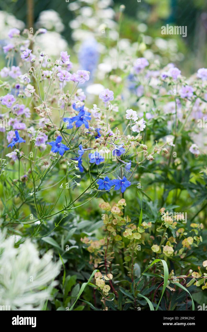 Dwarf Delphinium, Geranium pratense Cloud Nine and euphorbia ideal plants for natural garden Stock Photo