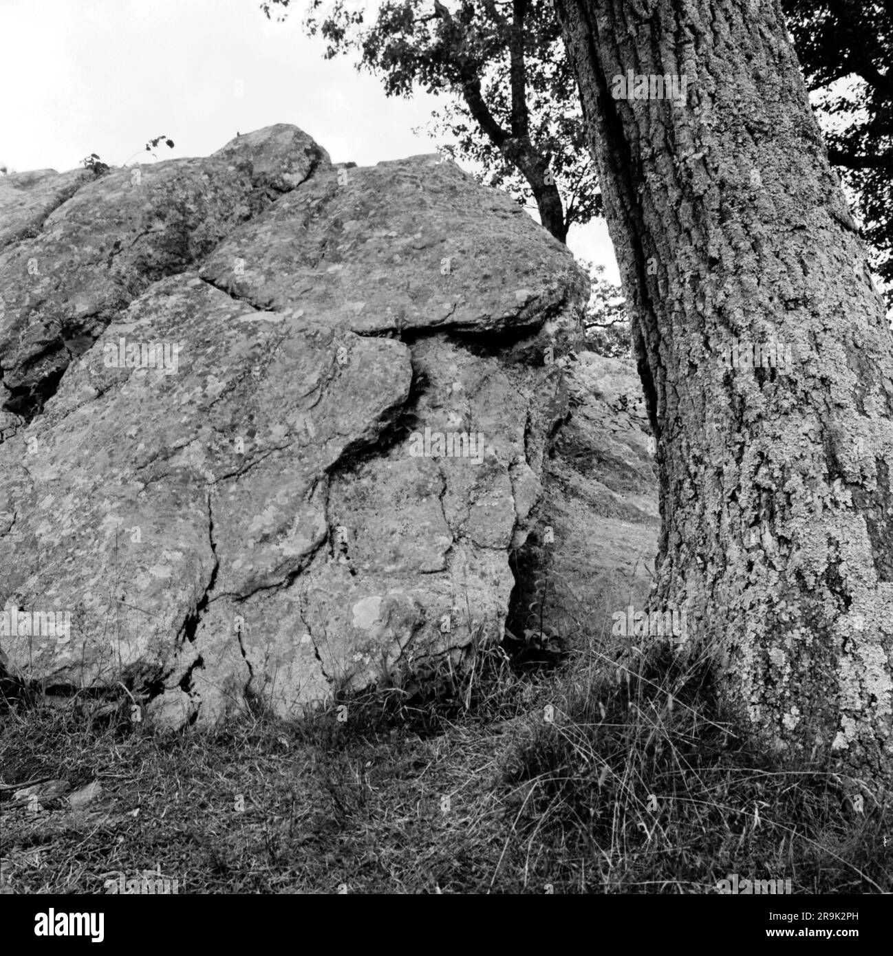 Shenandoah National Park  boulder, tree trunk with lichen, and grass, summer, monochrome Stock Photo
