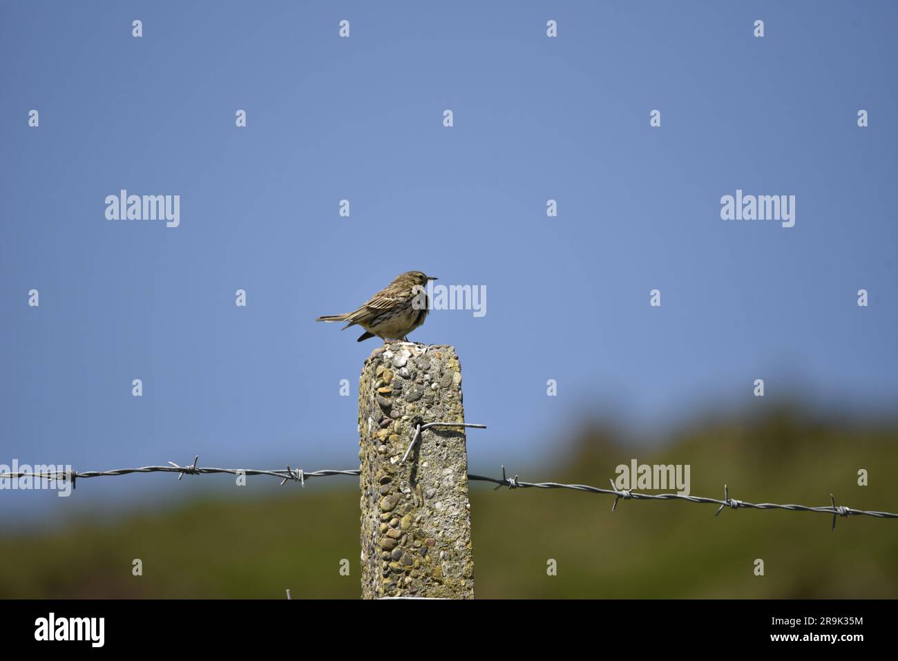 Meadow Pipit (Anthus pratensis) Perched in Right-Profile on Top of Barbed Wire Stone Fence Post against Scrub and Blue Sky Background in the UK Stock Photo
