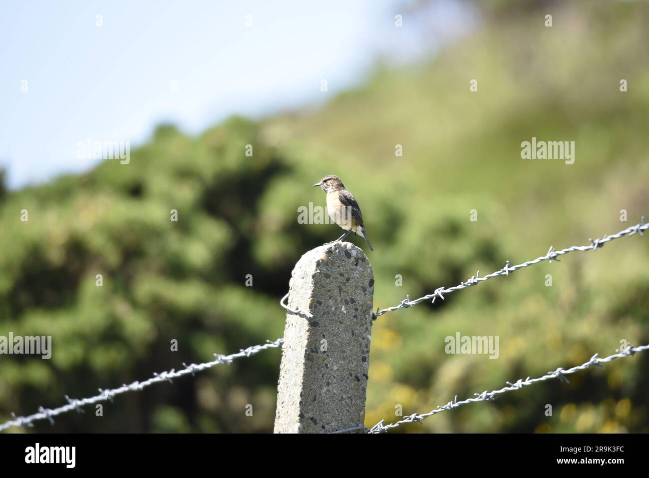 Female Eurasian Stonechat (Saxicola torquata) Perched on Top of a Stone Fence Post, against a Scrub Background, taken in June on the Isle of Man, UK Stock Photo