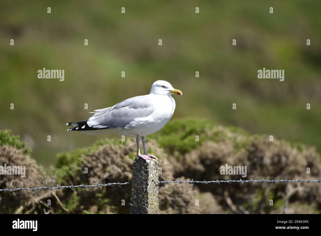 European Herring Gull (Larus argentatus) Perched in Right-Profile on Top of a Stone Fence Post against a Coastal Scrub Background on the Isle of Man Stock Photo