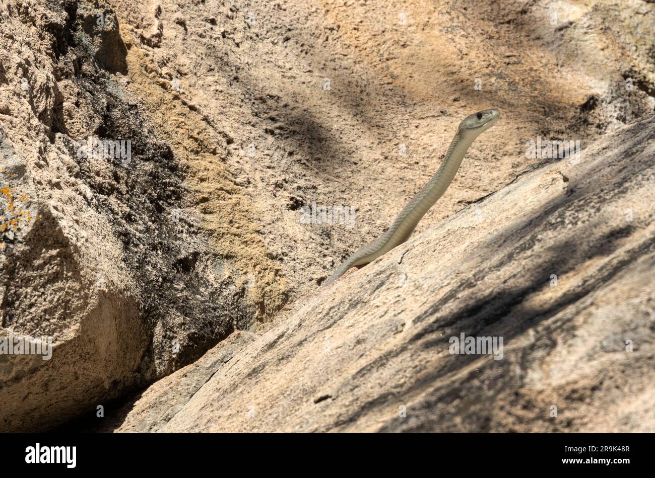 Black mouth membrane hi-res stock photography and images - Alamy
