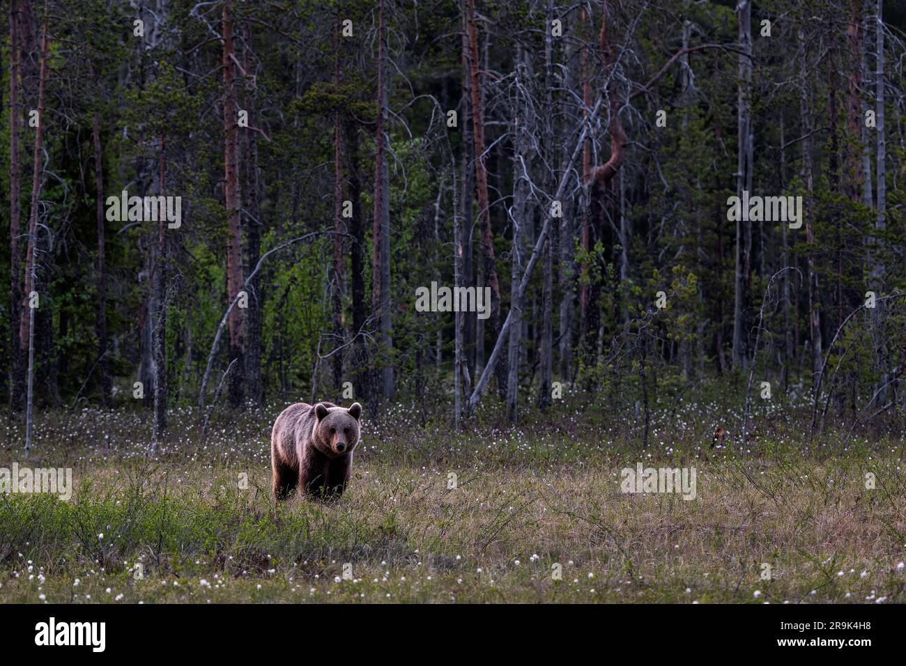 Brown Bear - Ursus arctos large popular mammal in iconic nordic European forest, Finland, Europe. Stock Photo