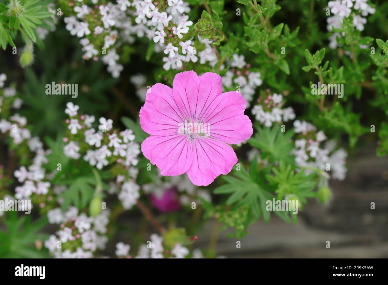 Close-up of a single pink cranesbill flower among white flowers in a flower bed, selective focus Stock Photo