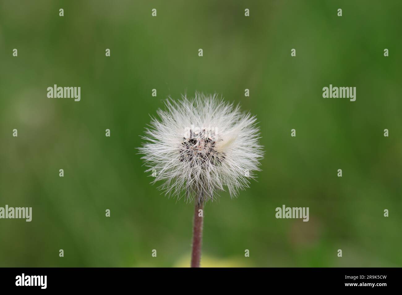 Fruiting of a hawkweed against a green blurry background, close-up, copy space Stock Photo