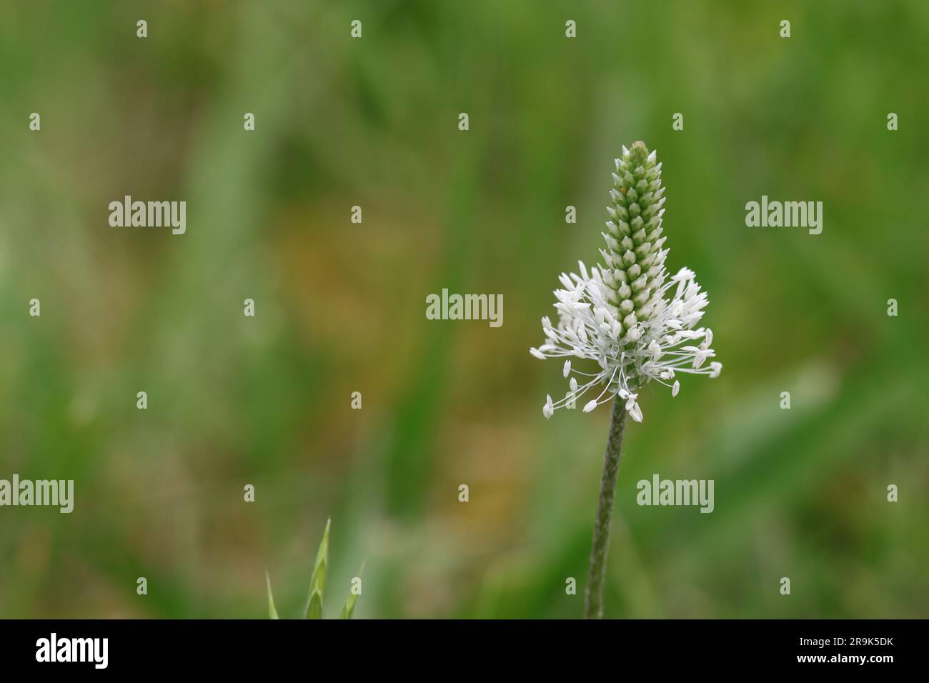 Close-up of a beautiful single plantago media plant in a lawn, copy space, selective focus Stock Photo