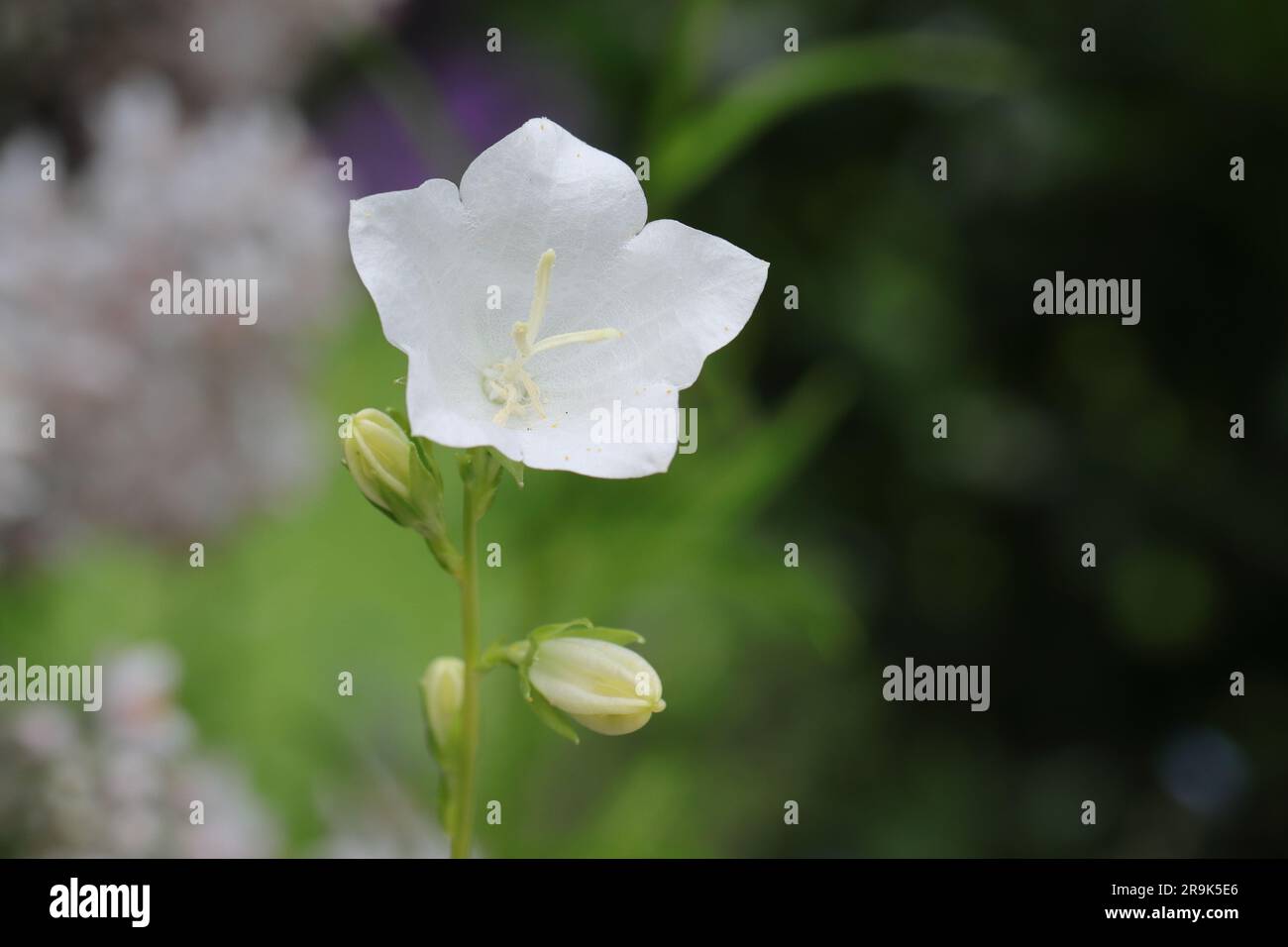 close-up of a beautiful white campanula persicifolia against a green blurry background, direct view of the wide-open flower Stock Photo