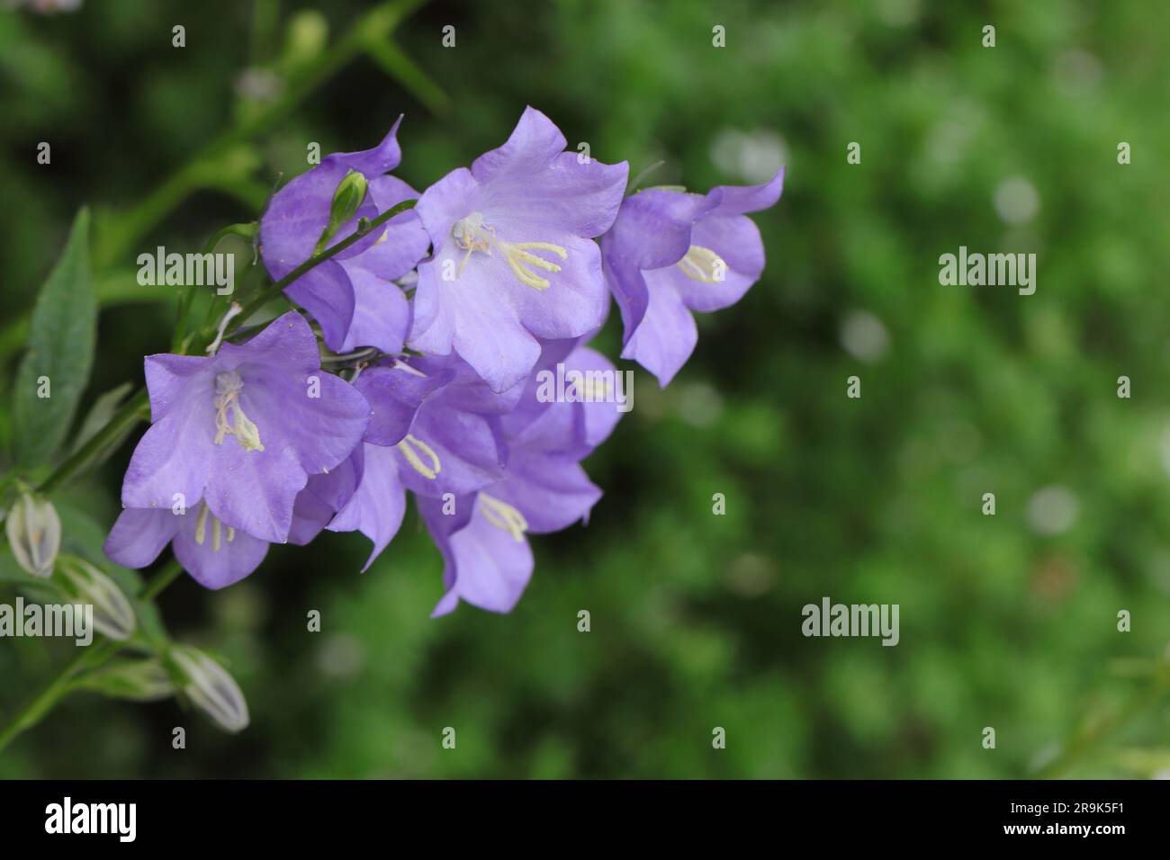 close-up of beautiful purple-blue Campanula persicifolia flowers against a green blurry background, copy space Stock Photo