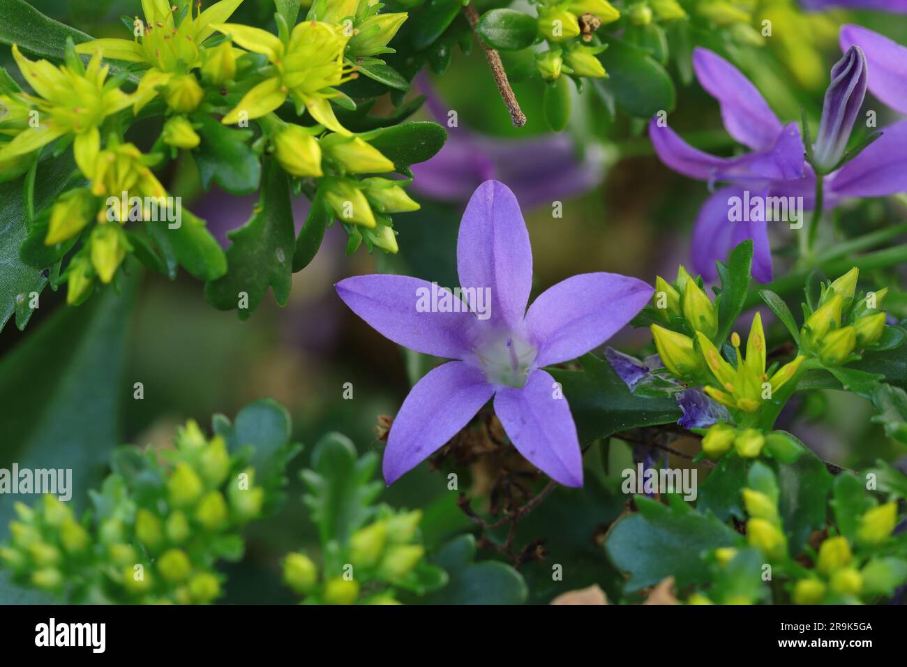 Close-up of a single violet-blue Campanula portenschlagiana bloom among the yellow flowers and buds of a sedum plant Stock Photo