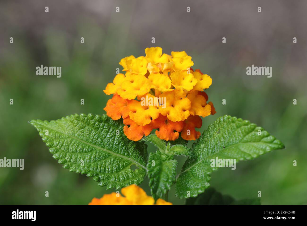 Close-up of a beautiful orange and yellow lantana flower against a blurry background, side view, copy space Stock Photo