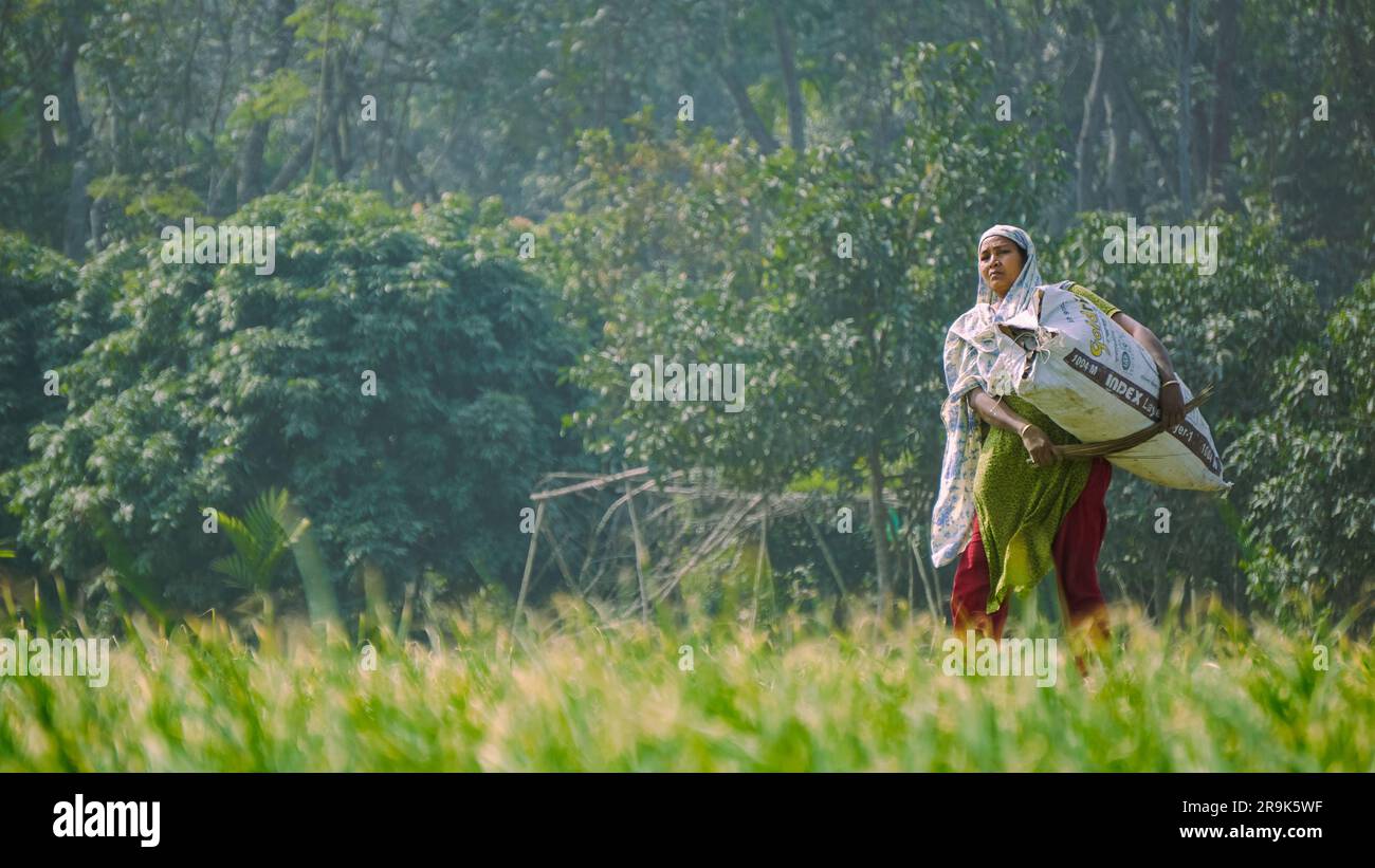 Landscape of Bangladesh. A farmer is going home with his crops through ...