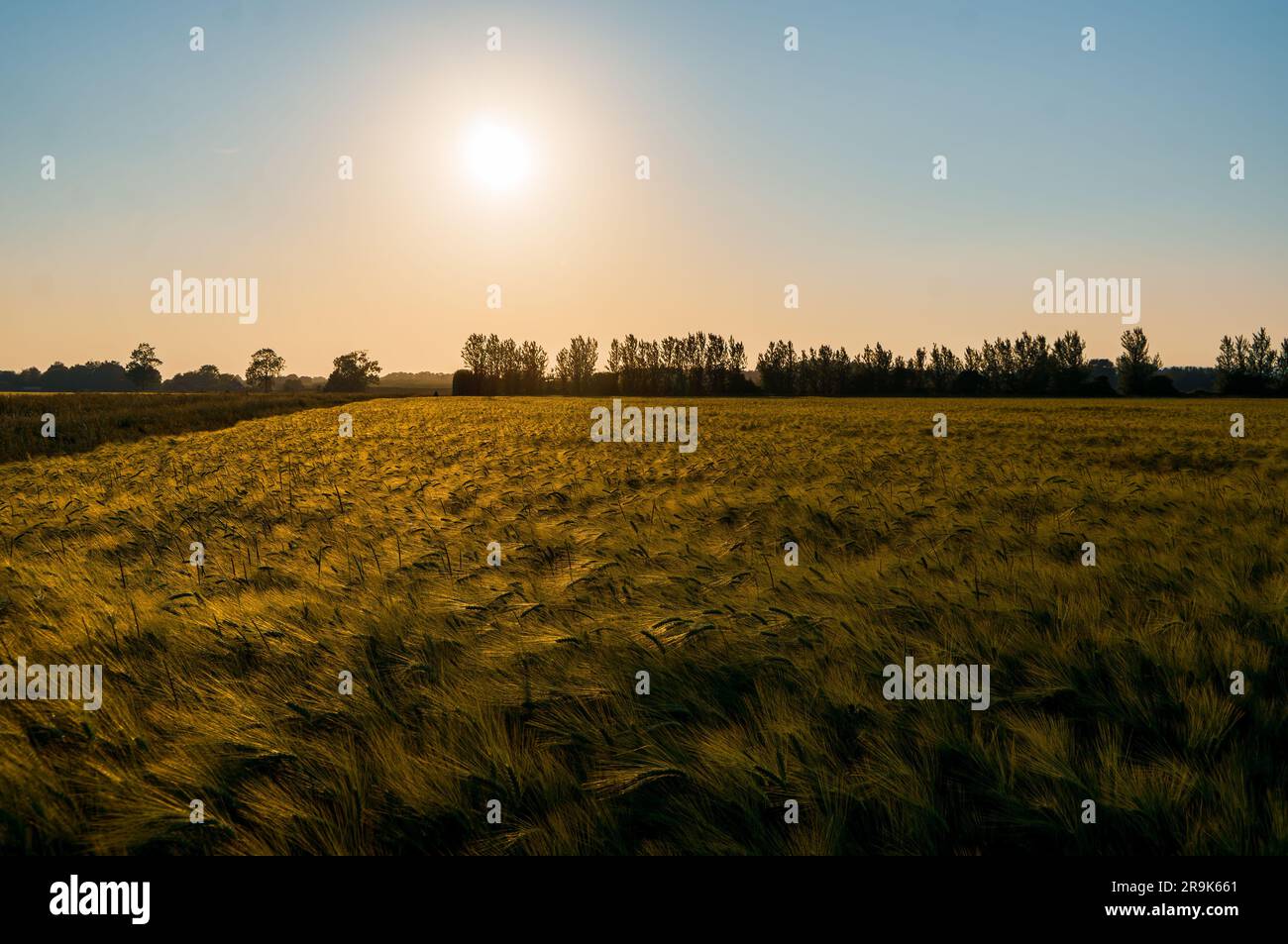 Sunset over beautiful corn fields in Kent UK Stock Photo