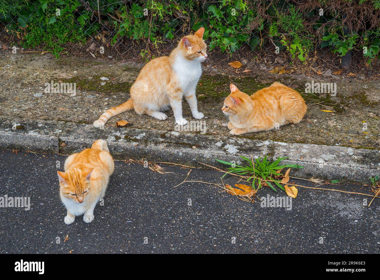 Three stray cats. Stock Photo