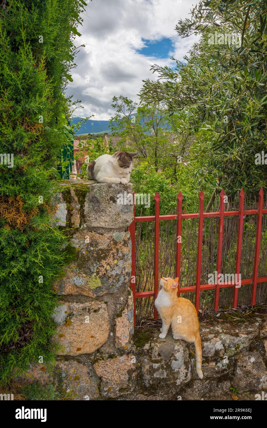 Two cats on a stone wall. Stock Photo
