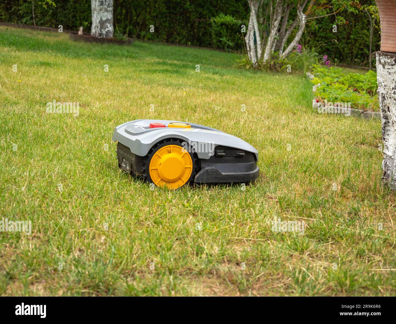 Robot lawnmower mows the lawn. Robot lawn mower closeup Stock Photo