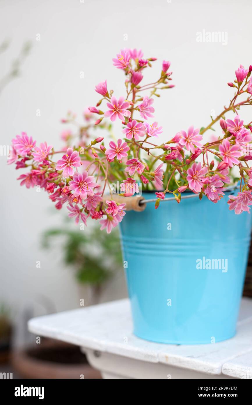 Rainbow Lewisia plant a beautiful pink blooming succulent-like plant in blue pot Stock Photo