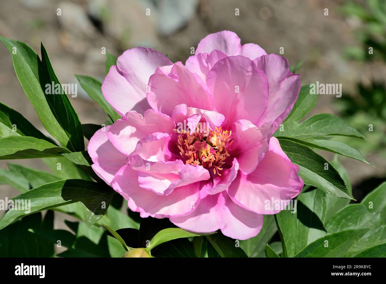 Graceful lilac colored anemone peony flower variety (Paeonia Itoh First Arrival) in summer garden. Bushy perennial plant with early and  long blooming Stock Photo