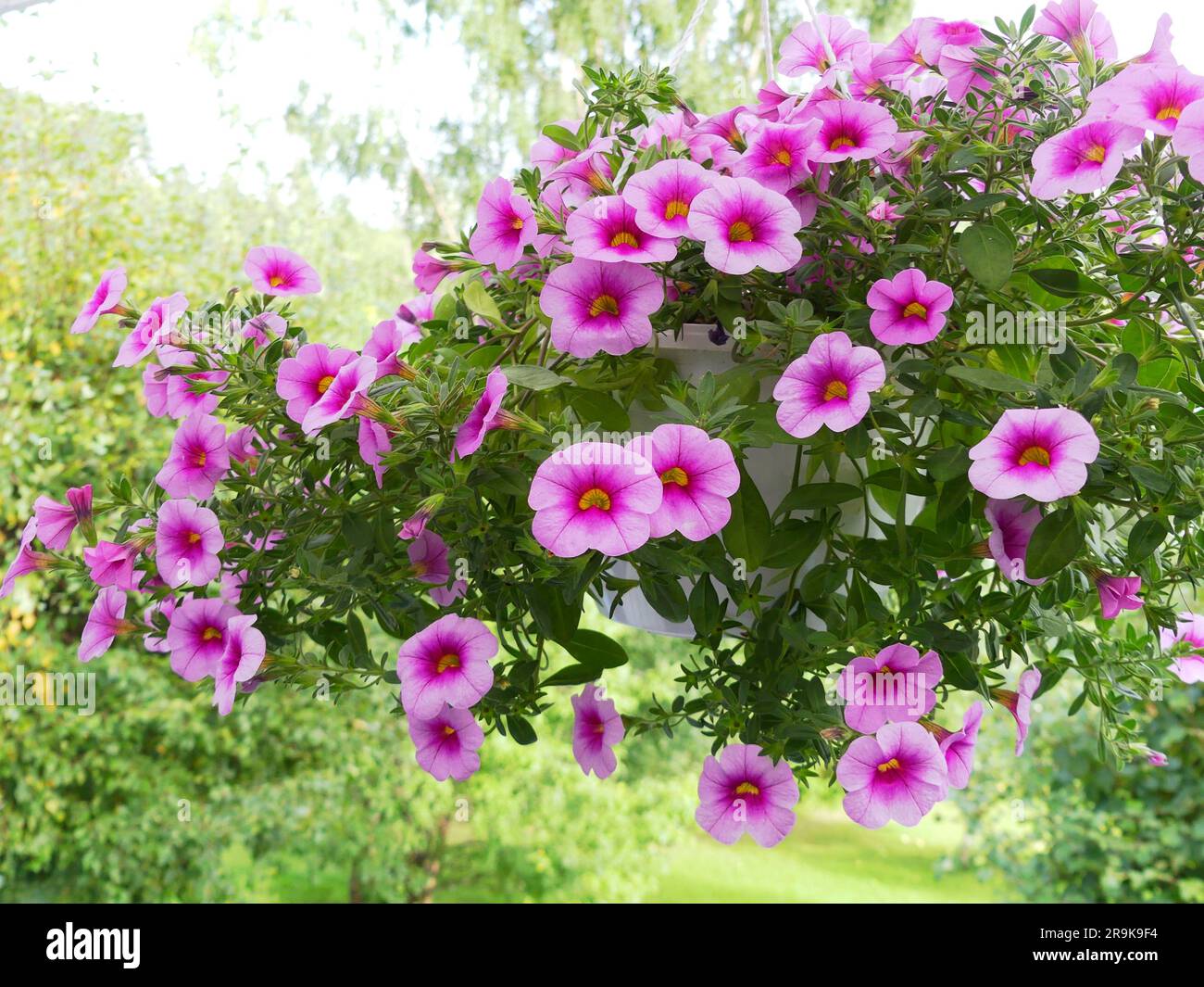 Hanging plants pink flowers hi-res stock photography and images - Alamy