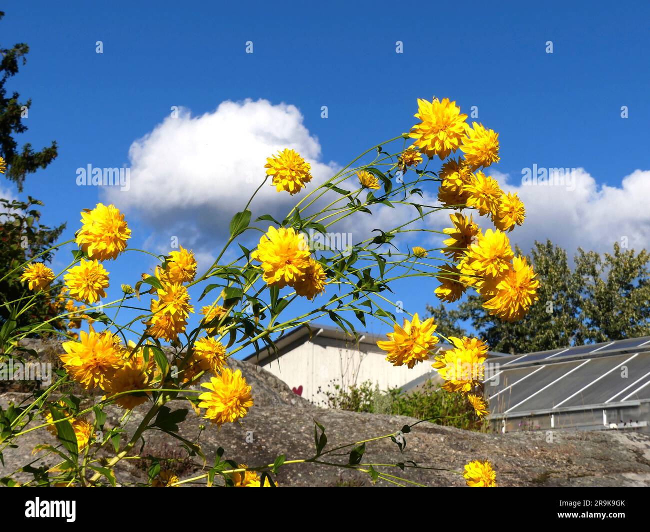 Autumn rudbeckia against blue sky Stock Photo