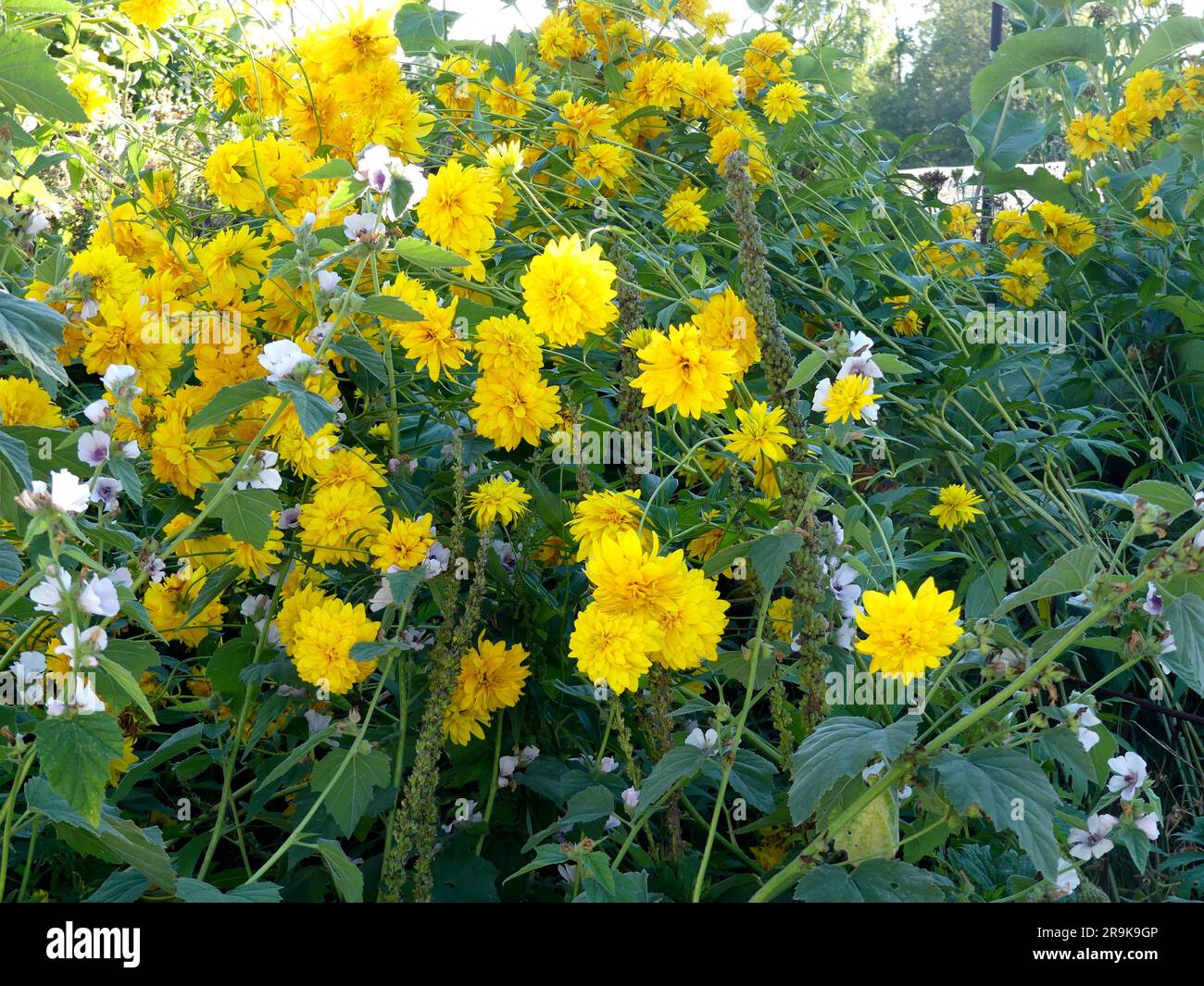 Fall Rudbeckia Rudbeckia laciniata yellow flowers hi-res stock photography and images ...