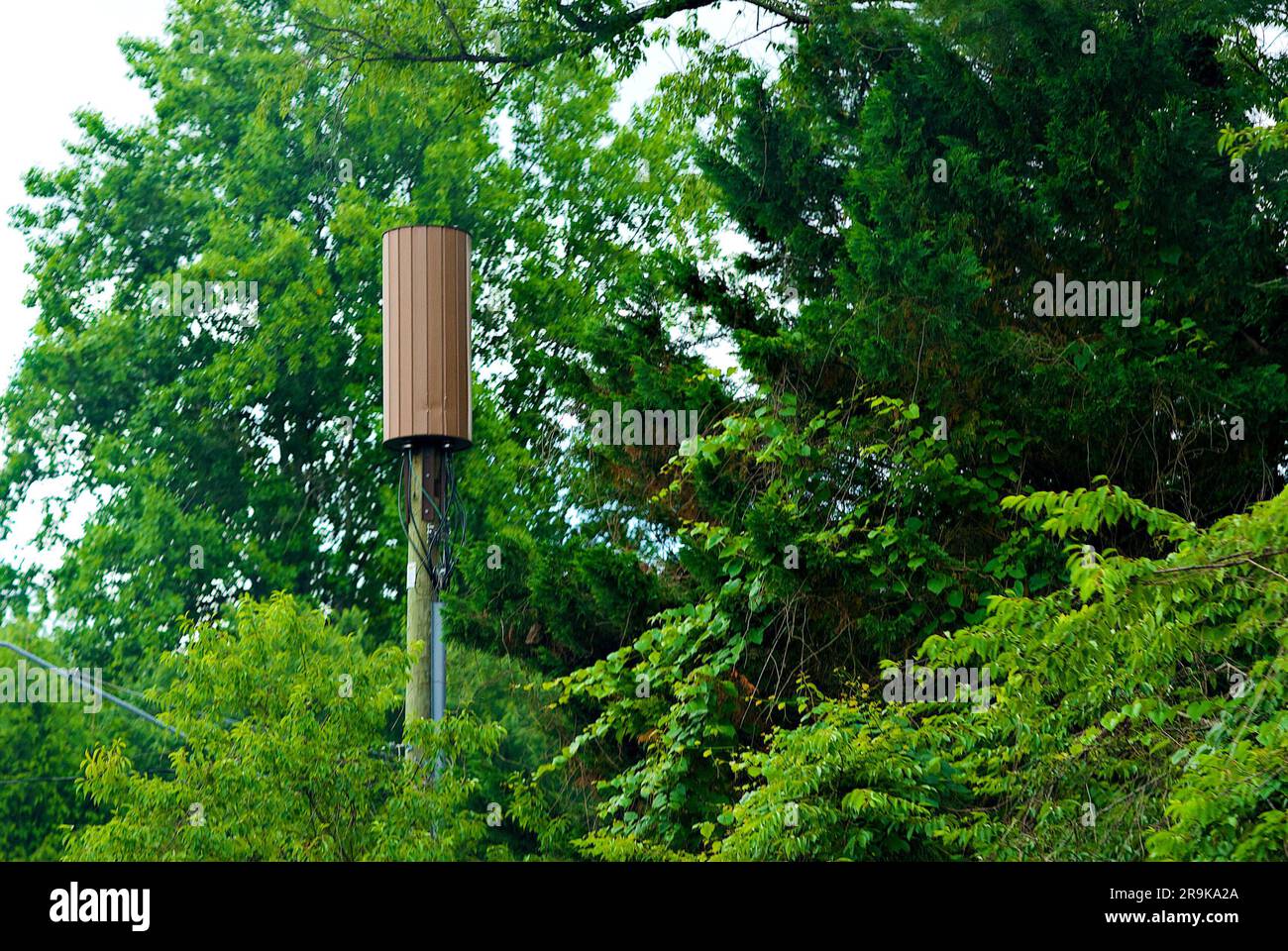 A 5G mobile communications antenna used for high-speed, broadband data stands out among trees in a heavily wooded suburban neighborhood. Stock Photo