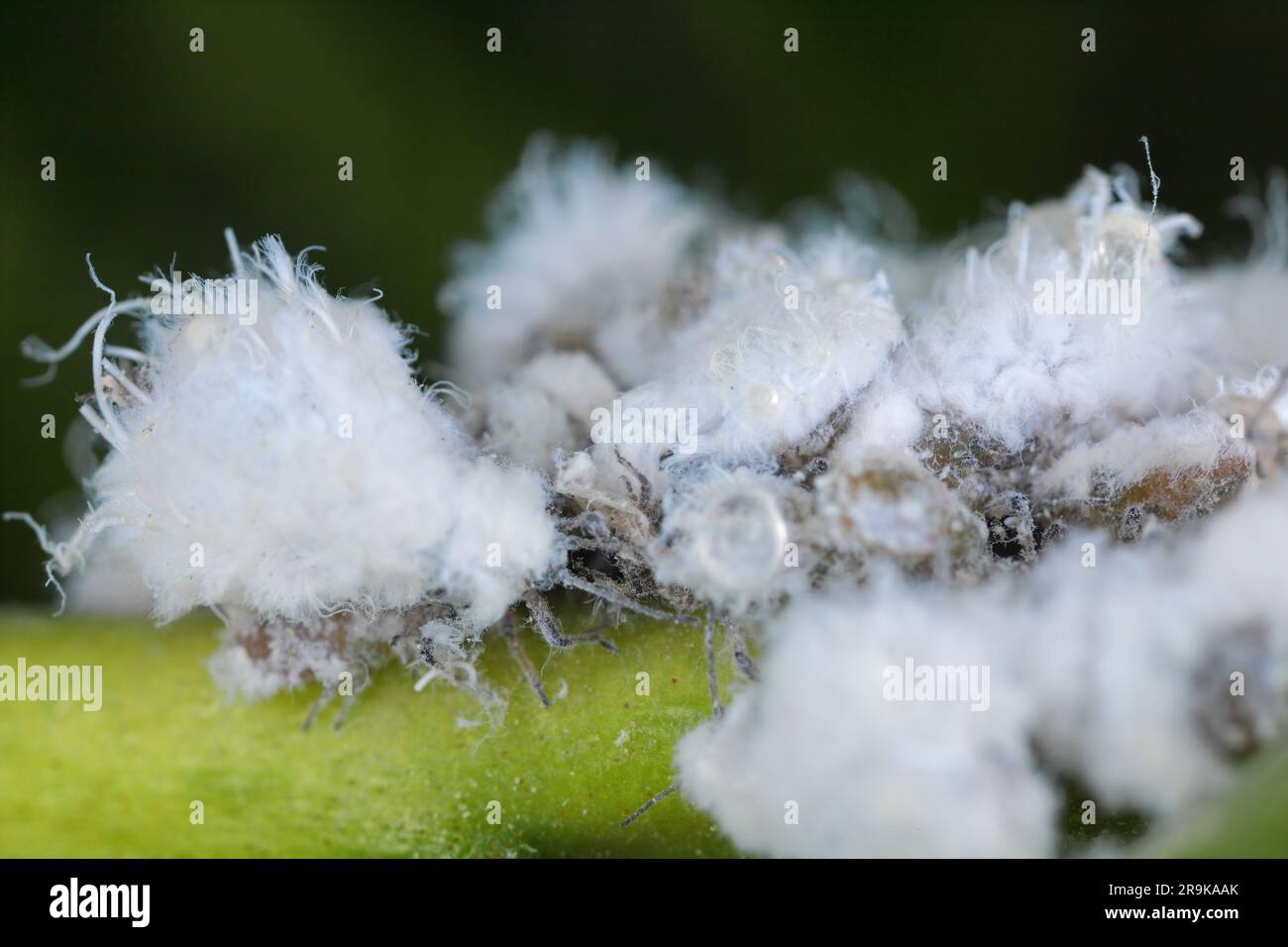 Prociphilus bumeliae. A colony of hairy, wax-covered aphid secretions on an ash tree. Stock Photo