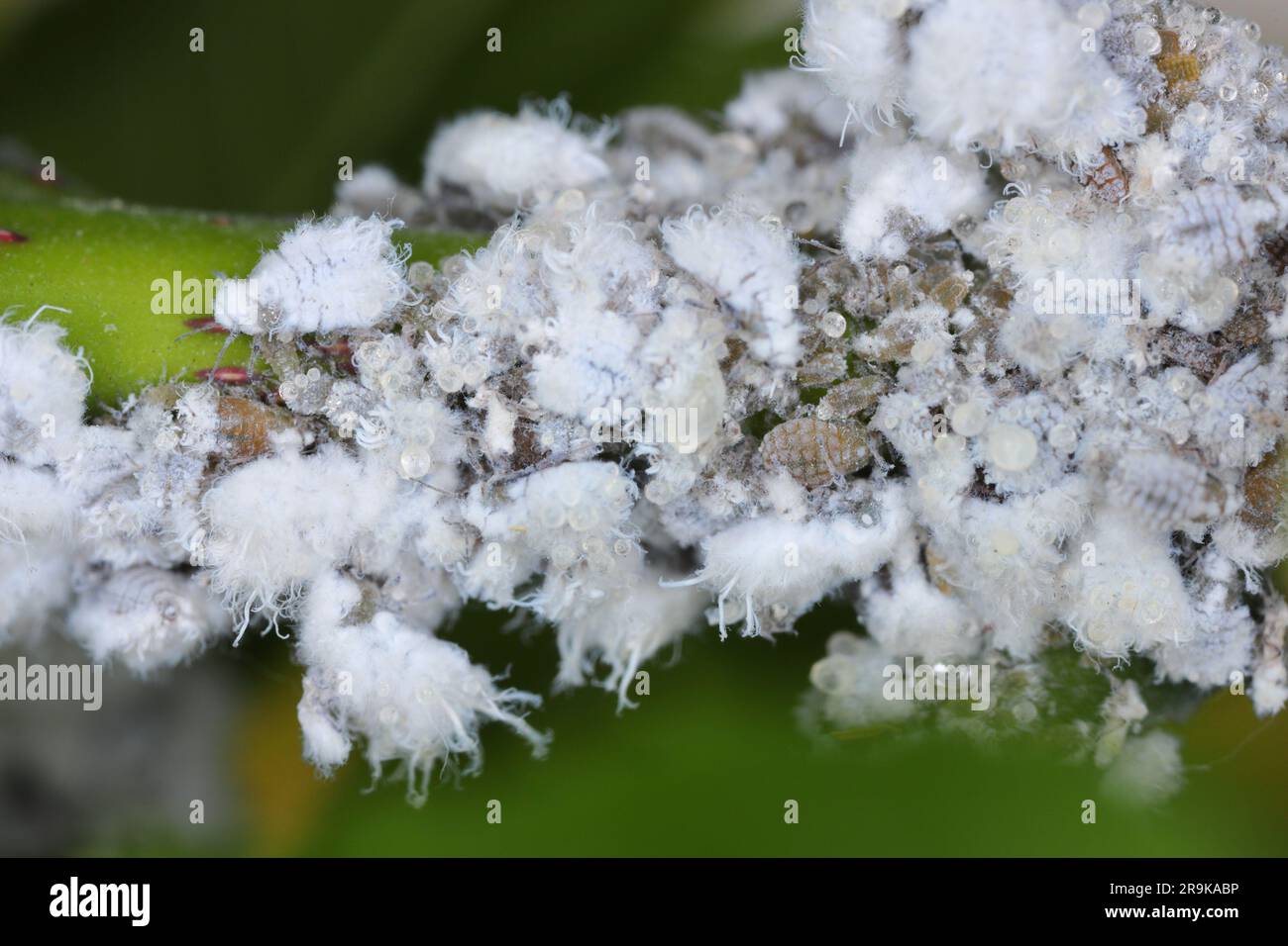 Prociphilus bumeliae. A colony of hairy, wax-covered aphid secretions on an ash tree. Stock Photo