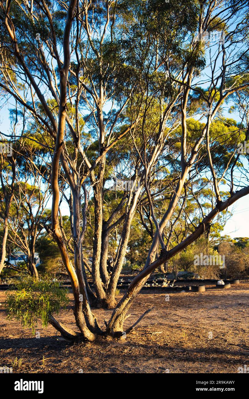 Mallee eucalyptus trees in the open forest of the Great Western Woodlands in Western Australia