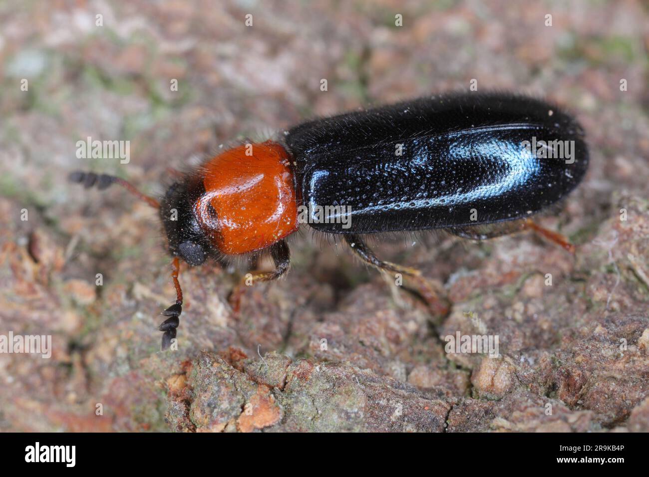 Dermestoides sanguinicollis. A very rare species of beetle in the family Cleridae. Predator found in natural forests. Stock Photo