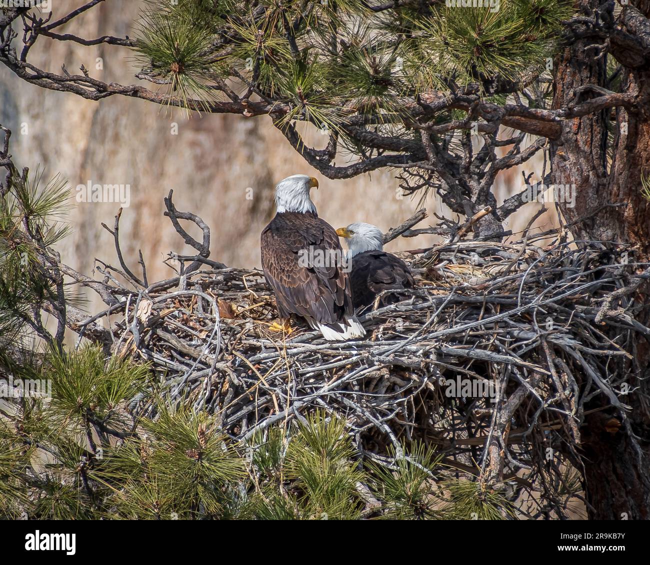 Eagles Nest In Tree Hi res Stock Photography And Images Alamy