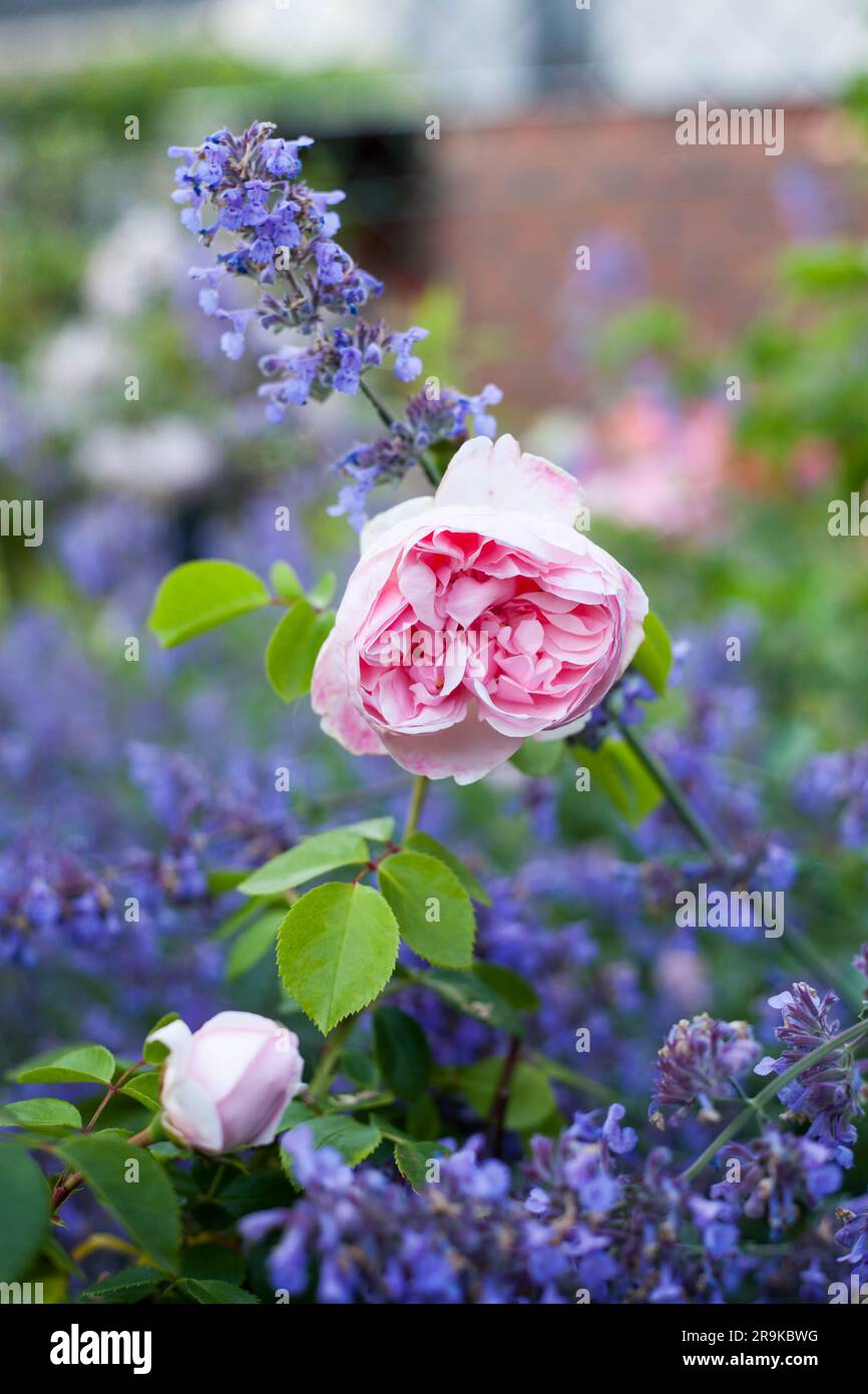Blooming pink park rose Cinderella and violet flowers of herb catmint