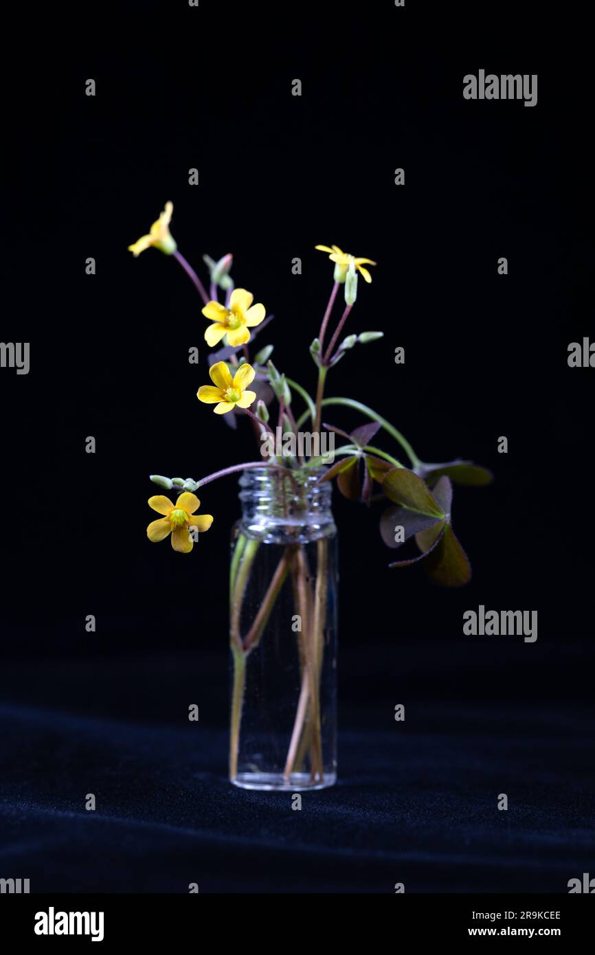 Flowering wood sorrel in a tiny glass vase. Stock Photo