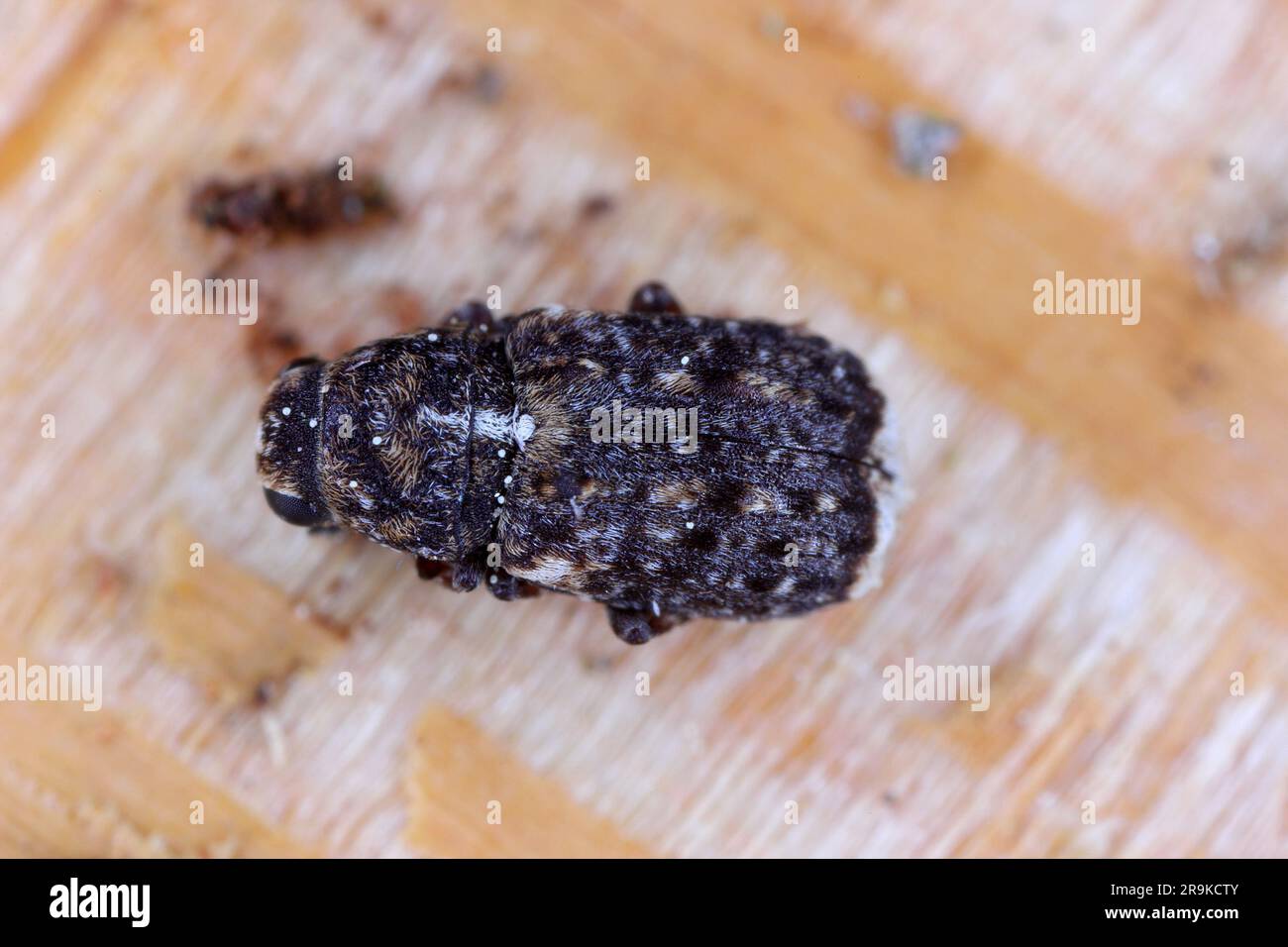 Dissoleucas niveirostris - Fungus Weevil. Species of beetle that larvae feed in dead or decaying branches. Stock Photo