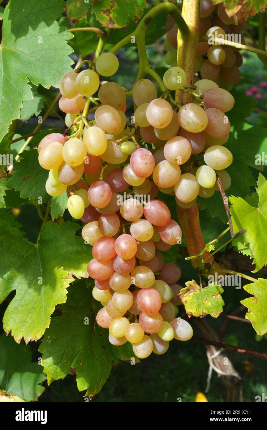 A bunch of grapes ripen on the branch of the bush Stock Photo - Alamy
