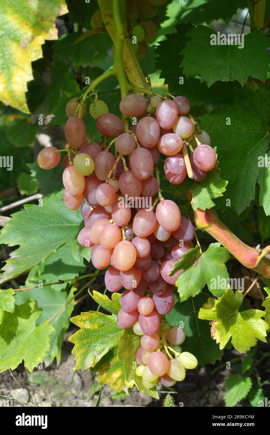 A bunch of grapes ripen on the branch of the bush Stock Photo - Alamy