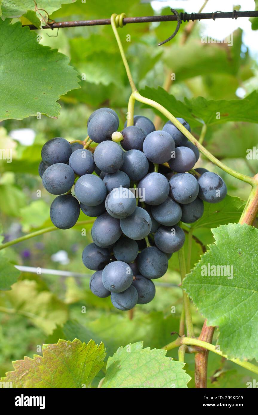 Table Grape Bunch Ripe A bunch of grapes ripen on the branch of the bush Stock Photo - Alamy