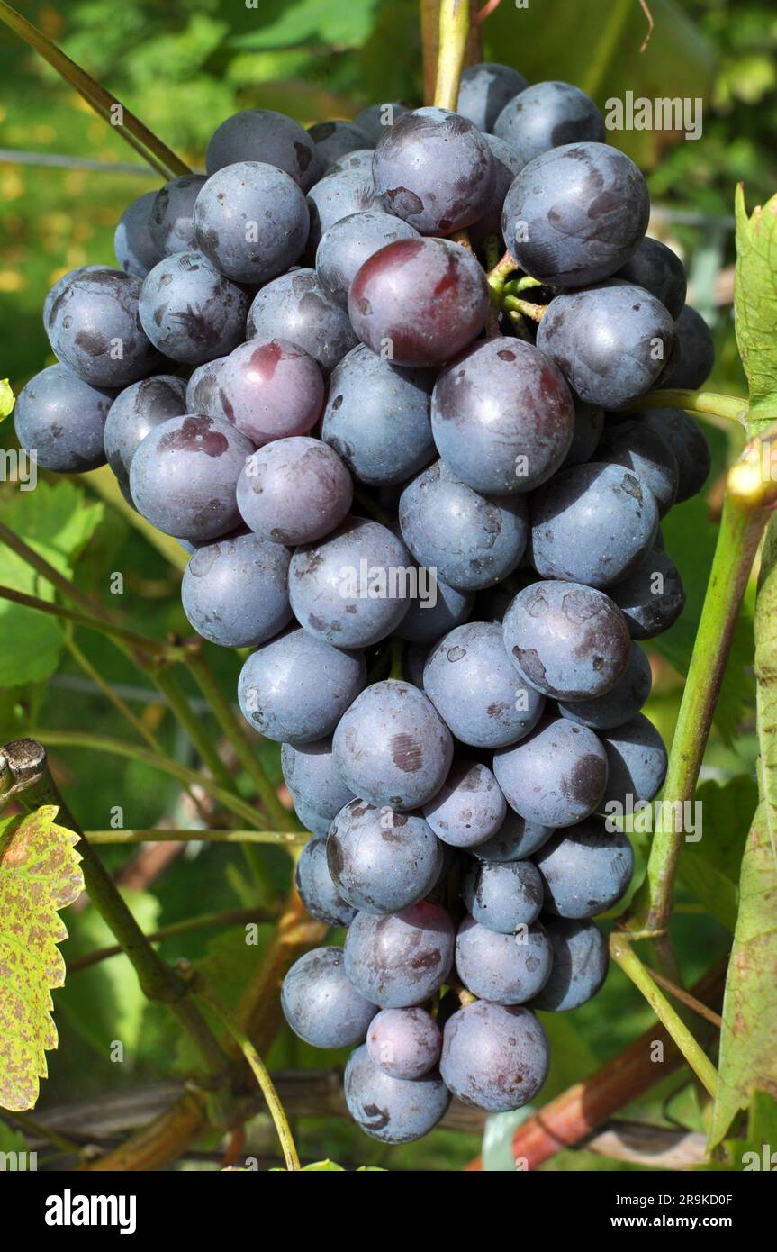A bunch of grapes ripen on the branch of the bush Stock Photo - Alamy