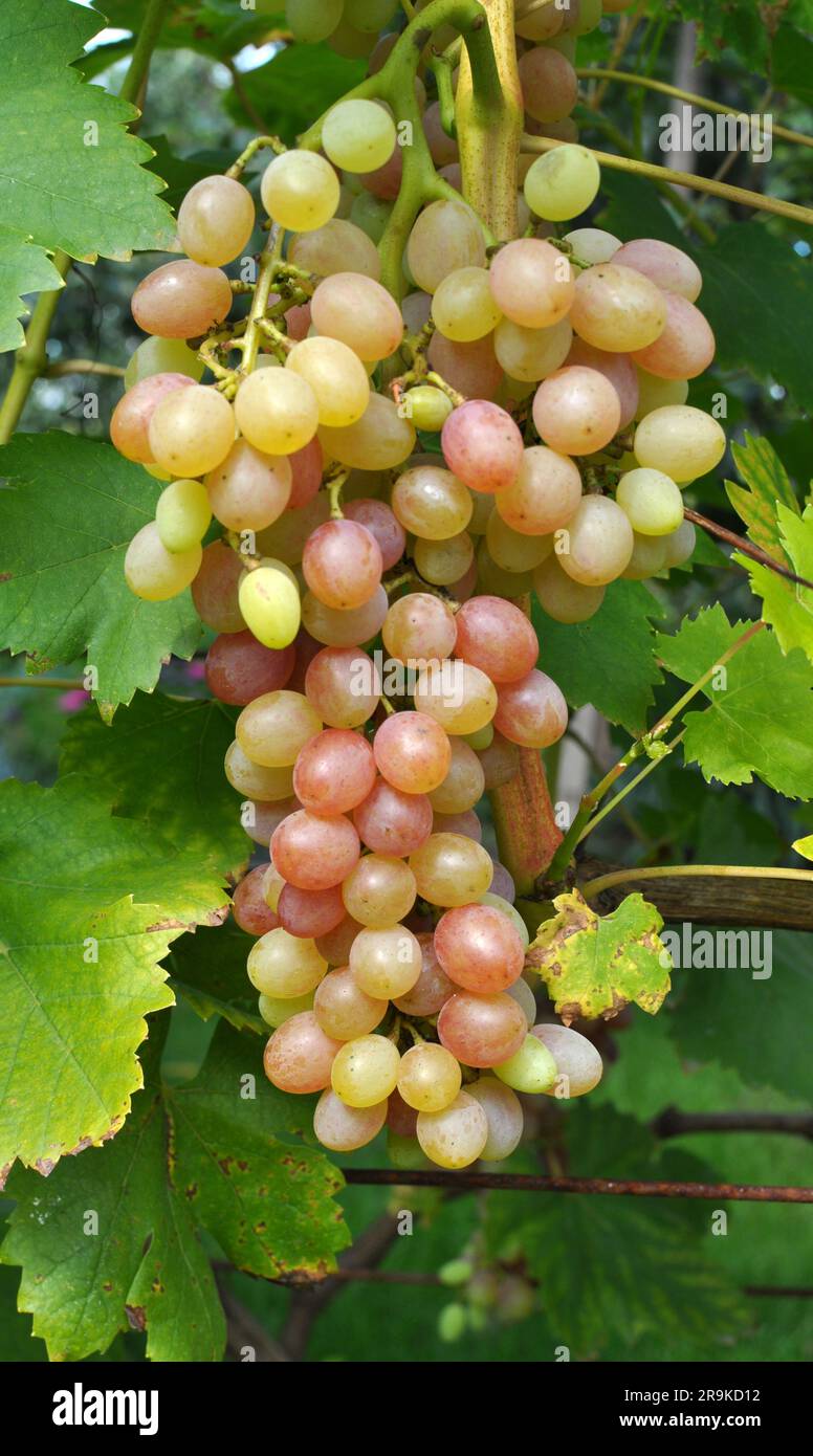 A bunch of grapes ripen on the branch of the bush Stock Photo - Alamy