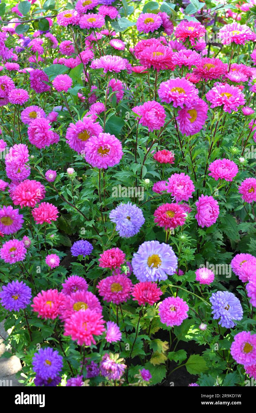 Bright multi colored asters hi-res stock photography and images - Alamy