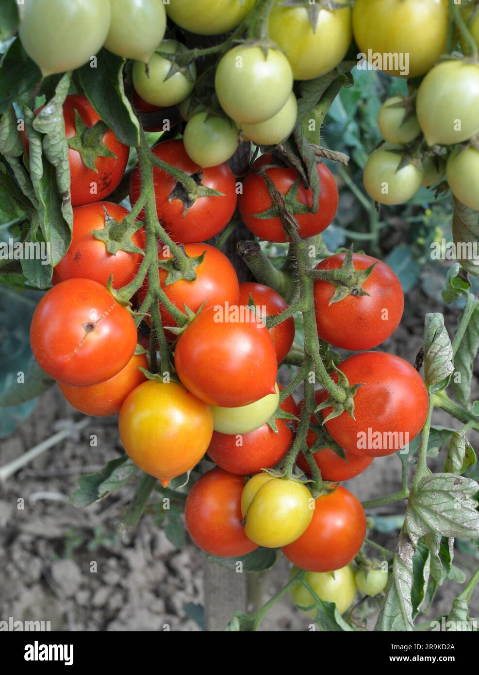 In the garden, cherry tomatoes grow in open ground Stock Photo - Alamy