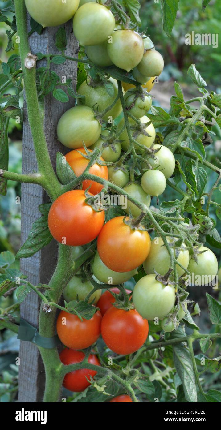 In the garden, cherry tomatoes grow in open ground Stock Photo - Alamy