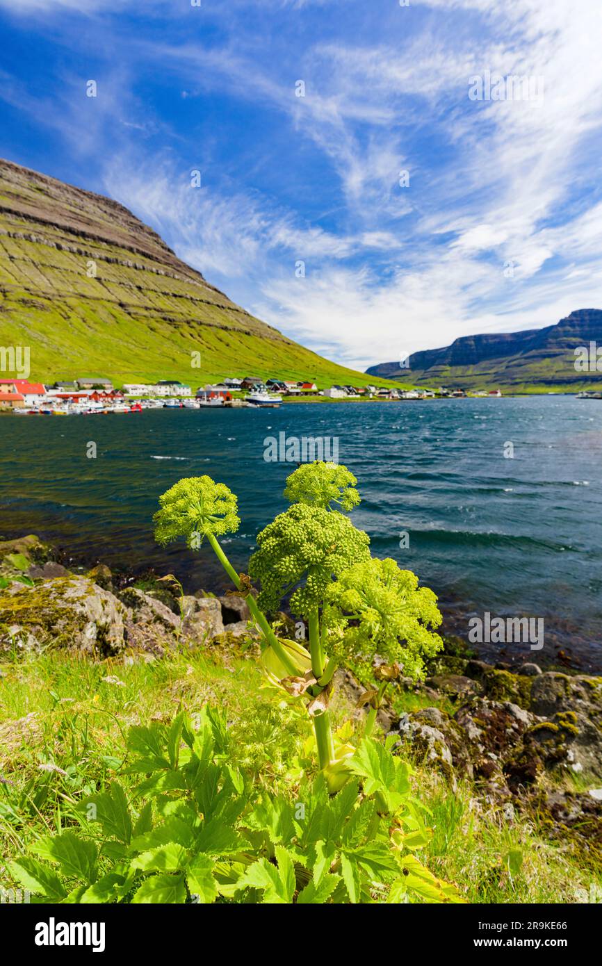 Flowering plants surrounding the coastal village of Hvannasund overlooking the ocean, Bordoy island, Faroe Islands, Denmark Stock Photo