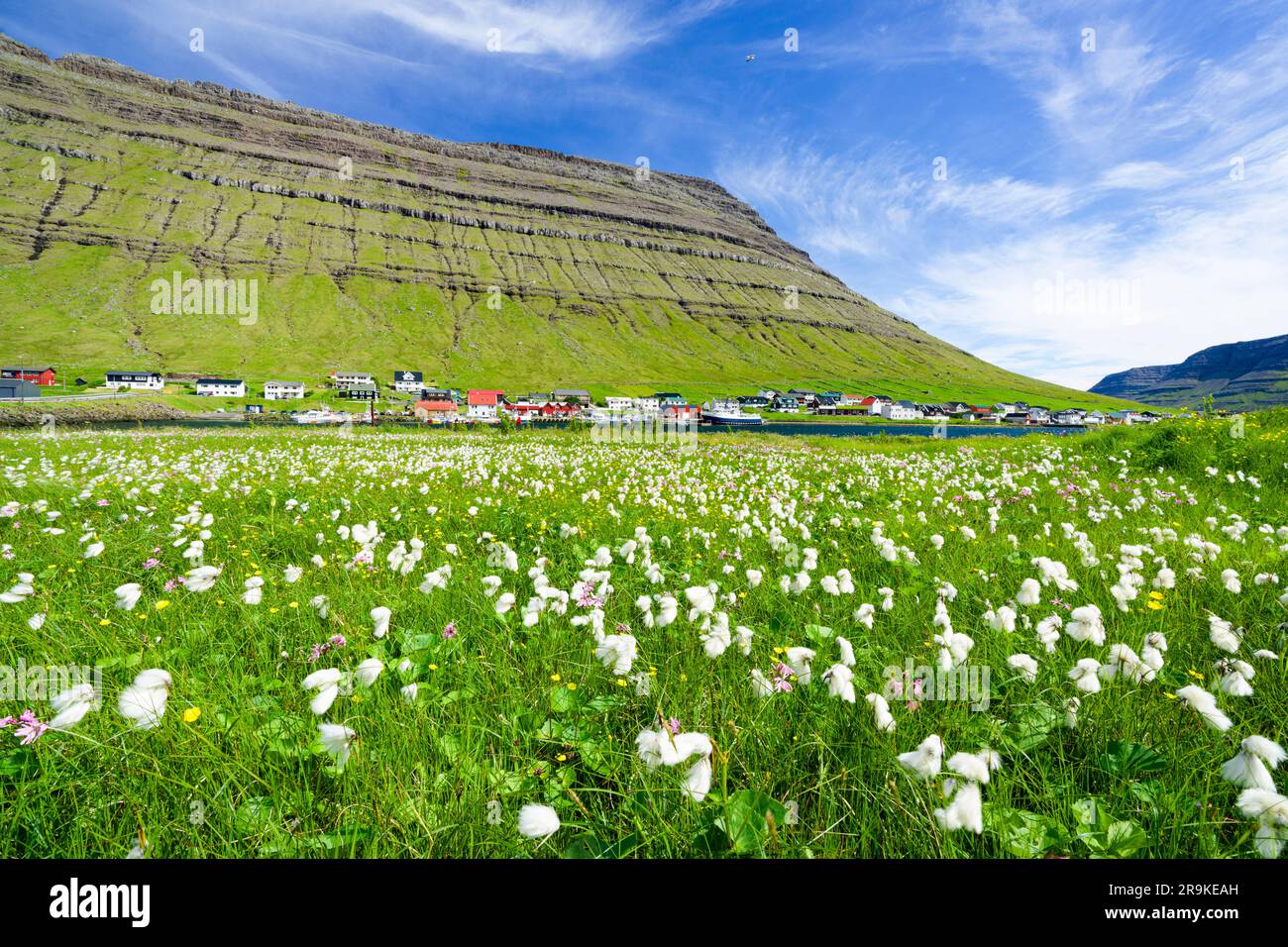 Flowering meadows surrounding the coastal village of Hvannasund in summer, Bordoy island, Faroe Islands, Denmark Stock Photo