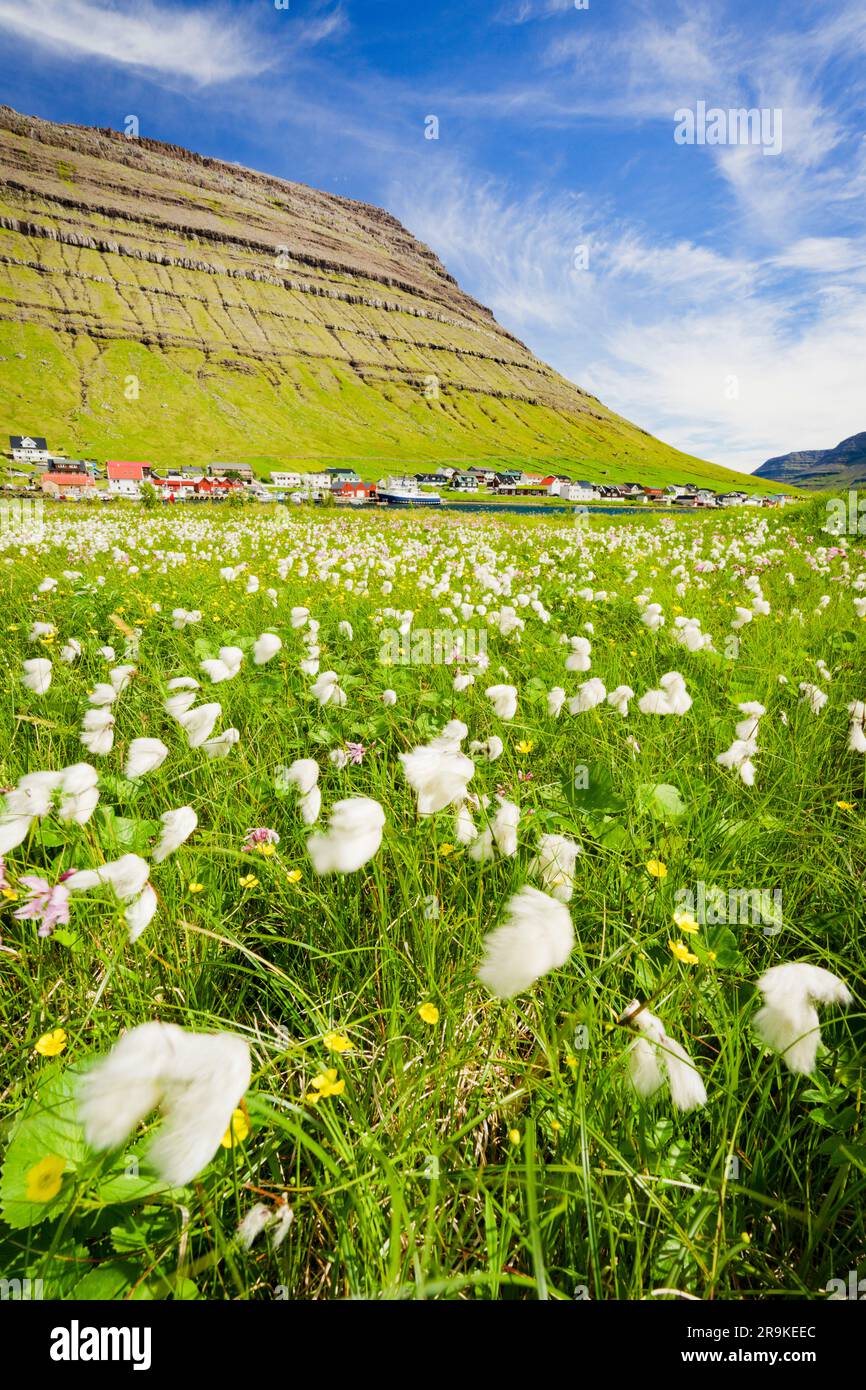 Coastal village of Hvannasund framed by wildflowers in bloom and mountains, Bordoy island, Faroe Island Stock Photo