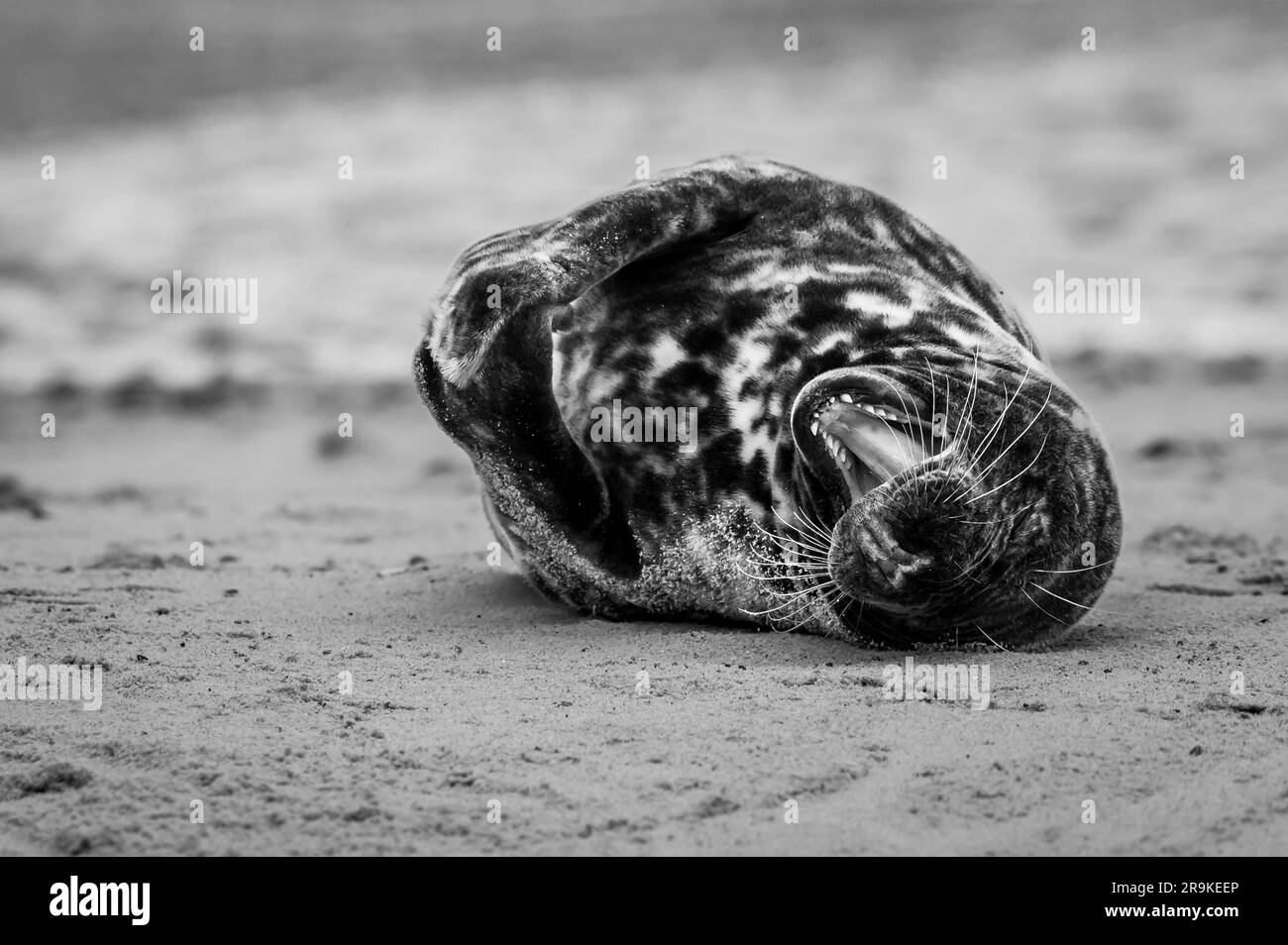 Grey seal pup, Halichoerus grypus, resting on sand beach, UK. Image taken at distance and cropped Stock Photo