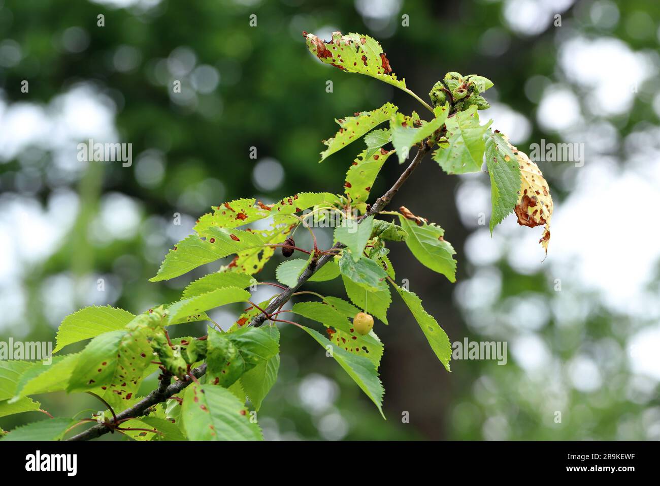 Symptoms of Shot Hole Disease in stone fruits (Prunus spp.) cherries. Causing by fungal plant pathogen Stigmina carpophila (syn. Wilsonomyces carpophi Stock Photo