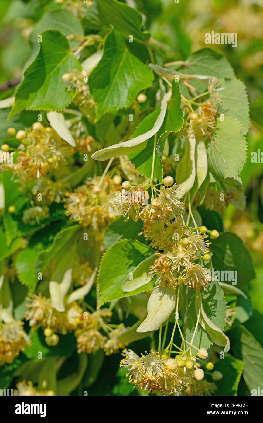 Linden blossoms in a close-up Stock Photo