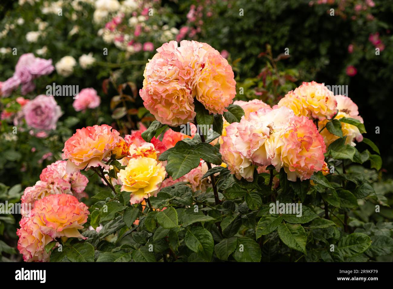 Pink roses floribunda in the garden. Beautiful greeting card, gardening ...