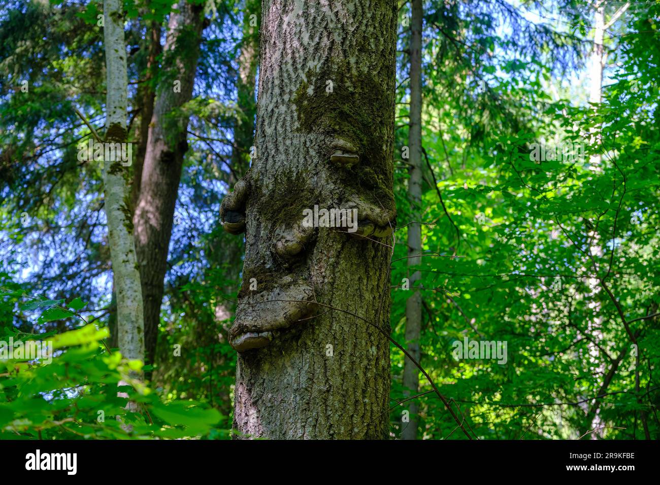 tree trunk with growths. a tree in the forest with growths, defects. Stock Photo