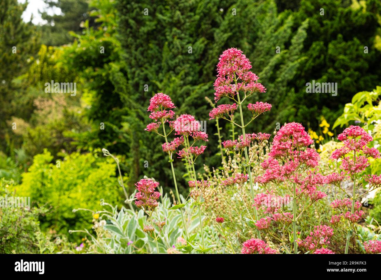 Centranthus flowers in the botanical garden, a member of the Valerian family. Stock Photo